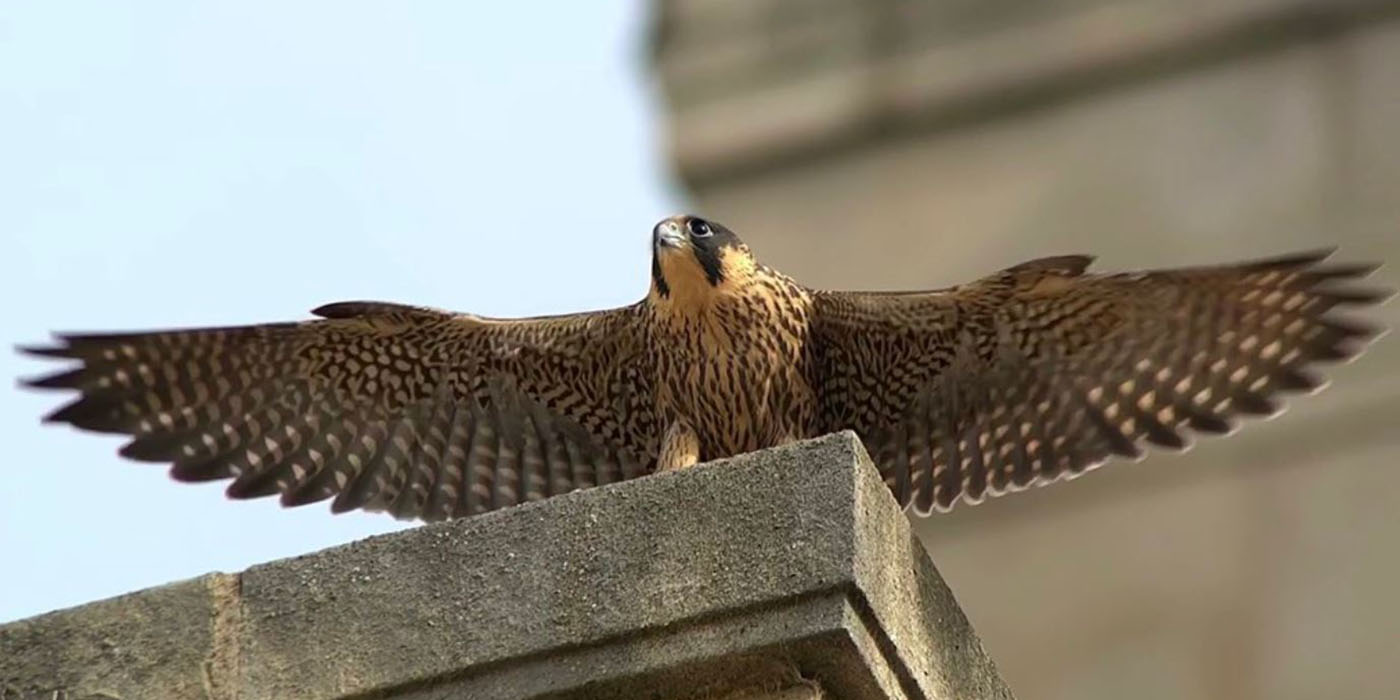 One of the University of Leeds Peregrines on Parkinson Tower taken by Paul Wheatley