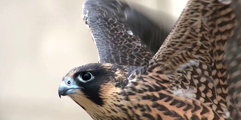Close up of peregrine with wings up