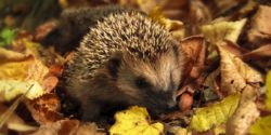 Hedgehog surrounded by leaves