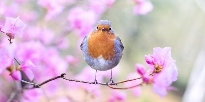 Robin standing on a branch with pink blossom in the background