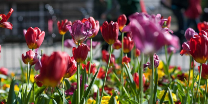A picture of brightly coloured tulips in full bloom.