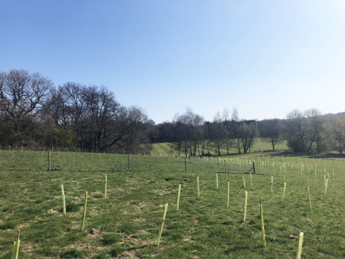 5,000 trees planted at the Brownlee Triathlon Centre