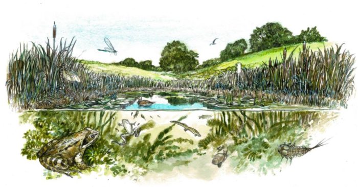 Bodington Fields Balance Pond Image