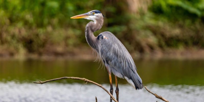 image of a heron