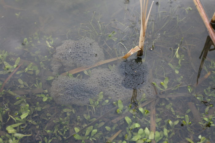 Picture of a frogspawn