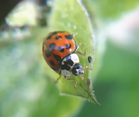 Close up picture of a ladybird on a leaf