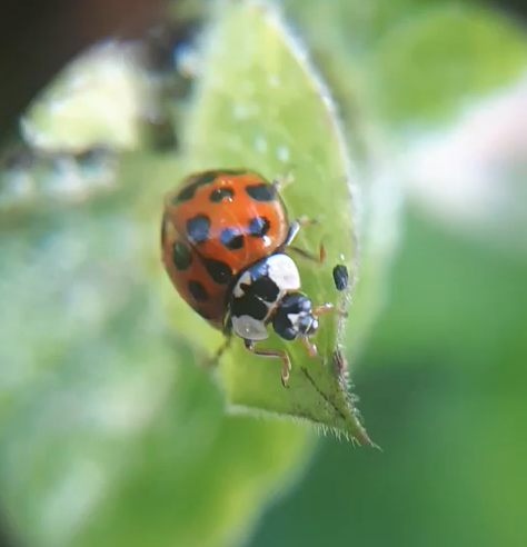 Close up picture of a ladybird on a leaf