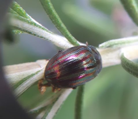 Close up picture of a Rosemary beetle
