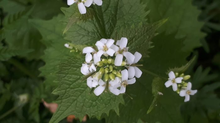 Picture of the white flowers and leaves of a garlic mustard plant