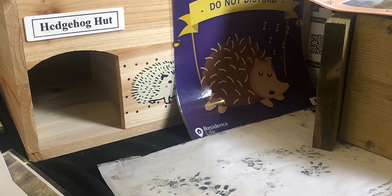 photograph of hedgehog footprint tracks on paper