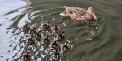A photo of a Mallard with twelve ducklings on Roger Stevens Pond