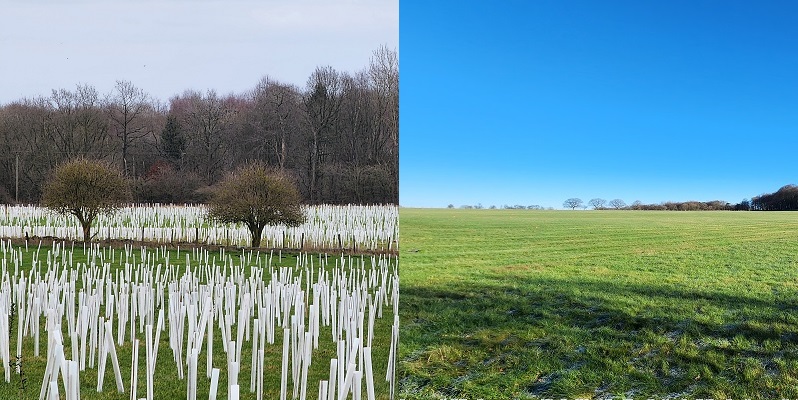 Two photographs side by side, one photo of the field before Gair wood was planted and one photo after the trees have been planted