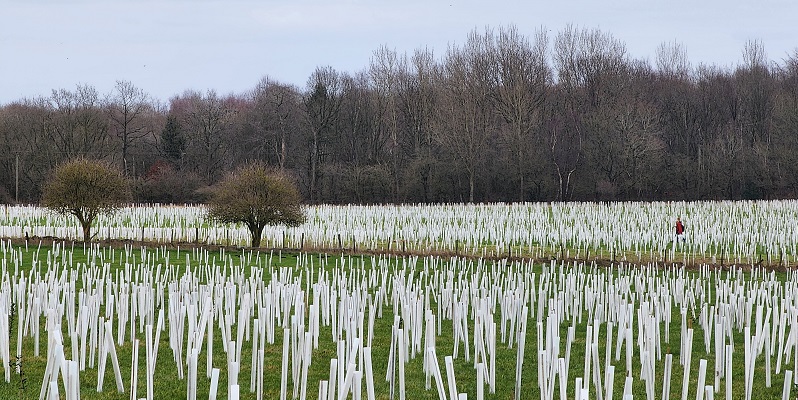 Photograph of a field with thousands of tree saplings planted