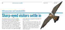 A photo of the Peregrine article in the April 2015 copy of the Staff Reporter, which was the motivation behind creating the @UoLperegrine account