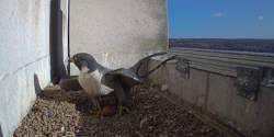 A photo of a Peregrine stood up over an egg.