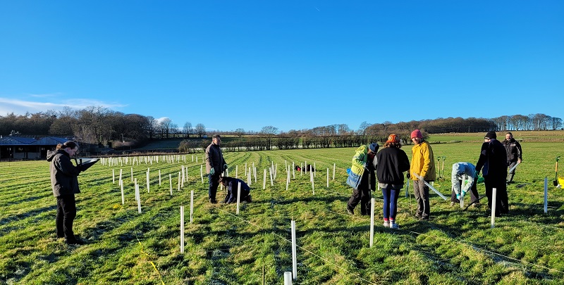 Photograph of a group of people planting trees in a field