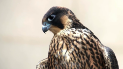 Photograph of a peregrine