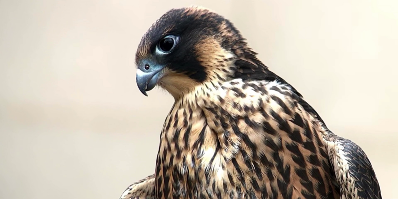 Tracing our juvenile Peregrine Falcons