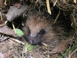 Photo of a hedgehog hiding in a bush