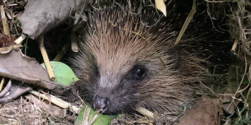 Photo of a hedgehog hiding in a bush