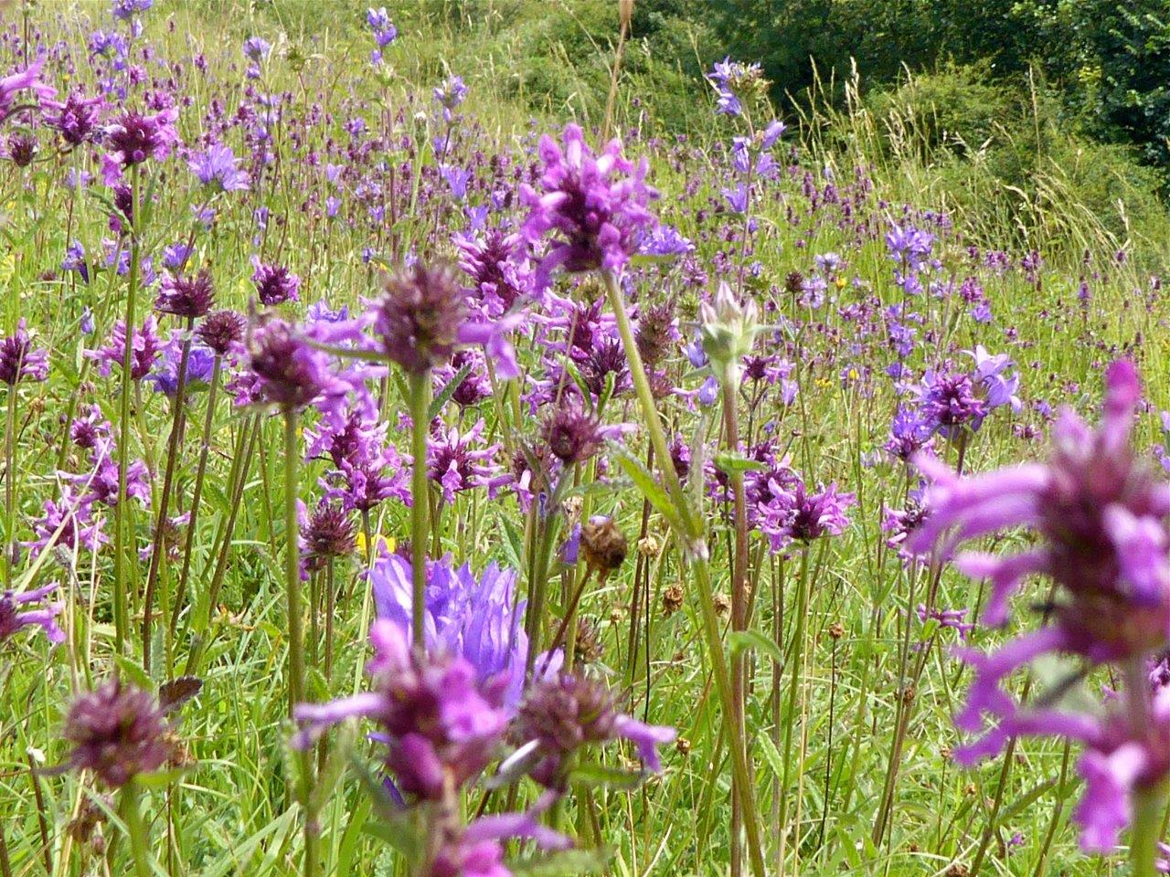 Purple flowers in a wildflower meadow