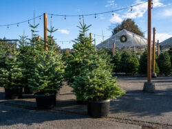 Potted Christmas trees at a garden centre.