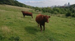 Two brown cows in a field