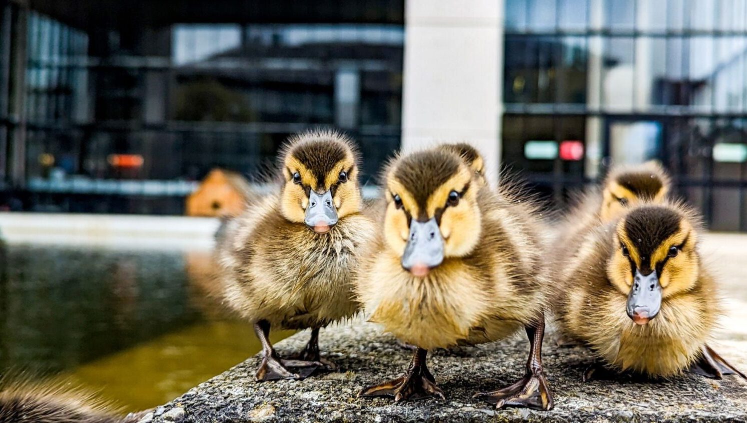 Ducklings at Roger Stevens Pond