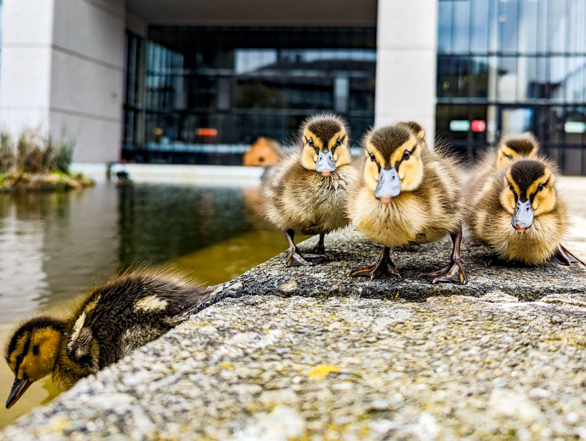 Ducklings at Roger Stevens Pond
