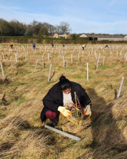 Surbhi tending to the recently planted trees at Gair Wood