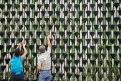 decorative image of people planting a green living wall