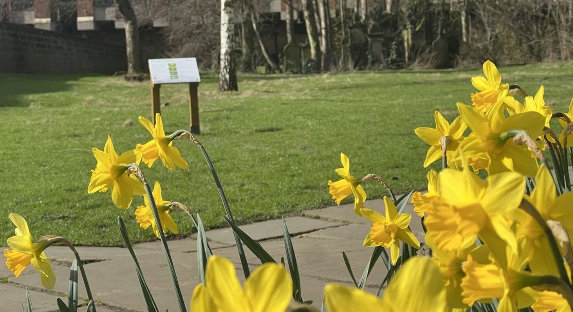 daffodils in front of a grassed area with a wooden sign visible