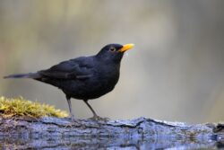 A male blackbird perched on a log by water