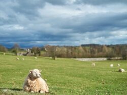 A sheep laying in a field.