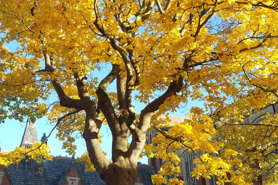 The canopy of a yellow tree in autumn