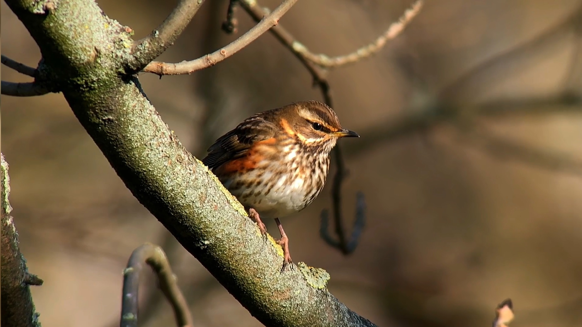 Wildlife Wander - December 2026