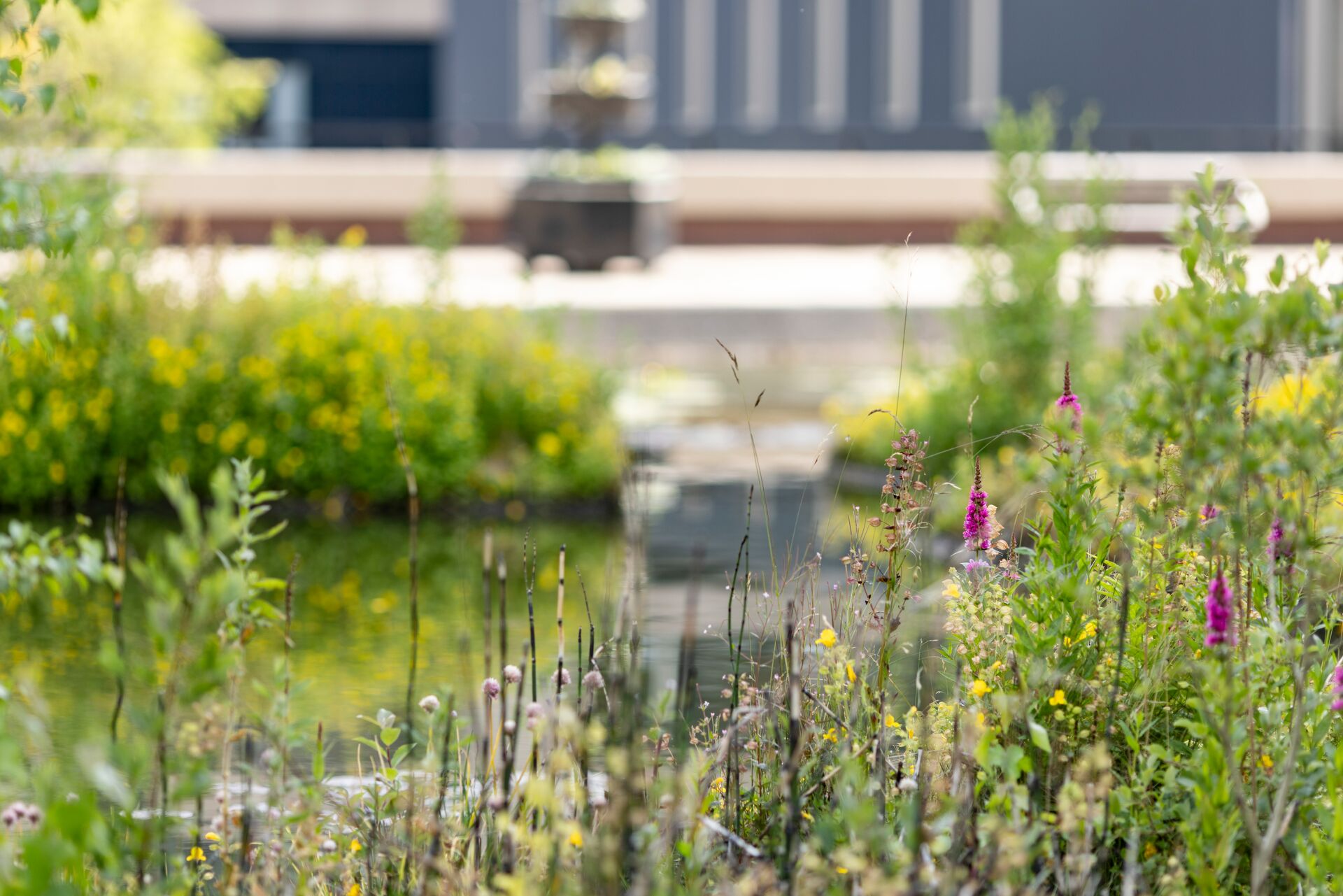 A landscaped campus pond edged with tall grasses and flowering plants, with still water reflecting surrounding greenery and nearby buildings.